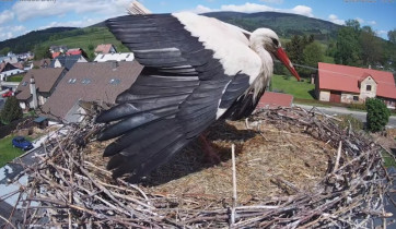 Obraz podglądu z kamery internetowej Storks Mladé Buky